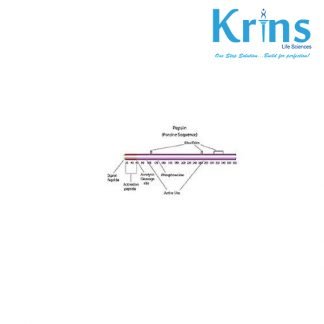 pepsin (2x cryst.) ex. porcine stomach mucosa, 2500u/mg